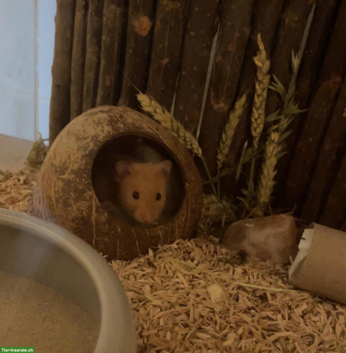 Bild 2: Goldhamster 🐹 Speedy DRINGEND abzugeben