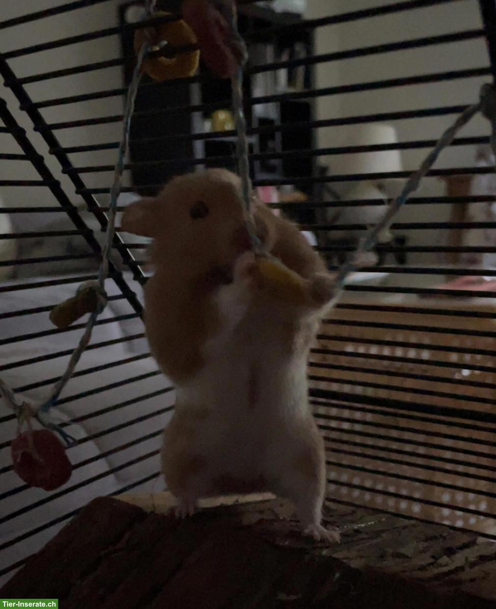 Bild 3: Goldhamster 🐹 Speedy DRINGEND abzugeben