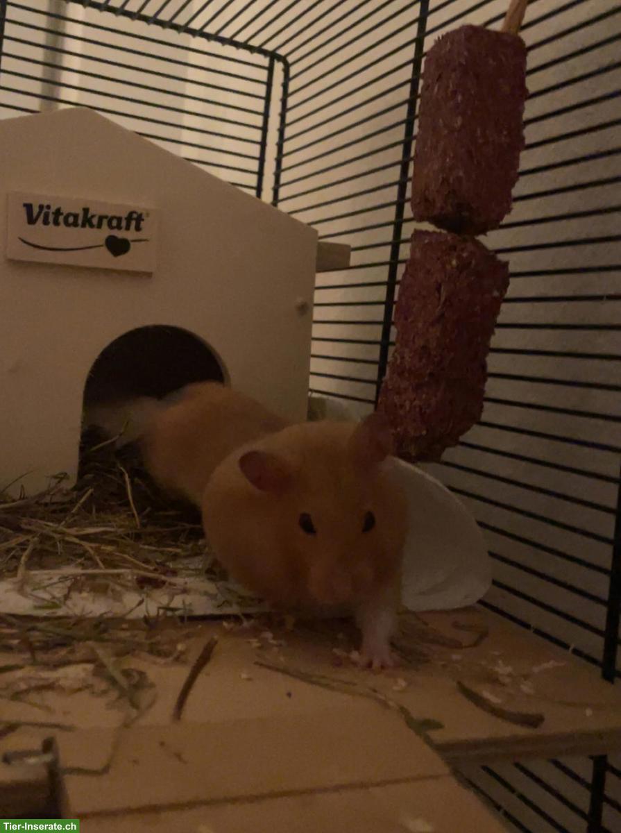 Bild 4: Goldhamster 🐹 Speedy DRINGEND abzugeben