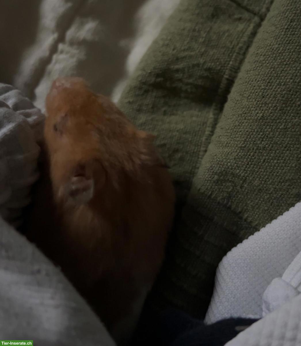 Bild 5: Goldhamster 🐹 Speedy DRINGEND abzugeben