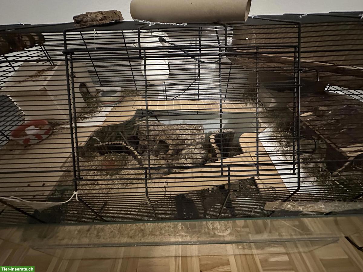 Bild 7: Goldhamster 🐹 Speedy DRINGEND abzugeben