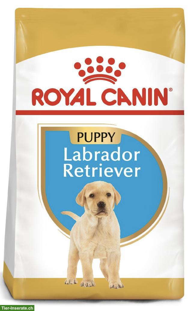 Hundefutter Royal Canin Puppy Labrador-Retriever