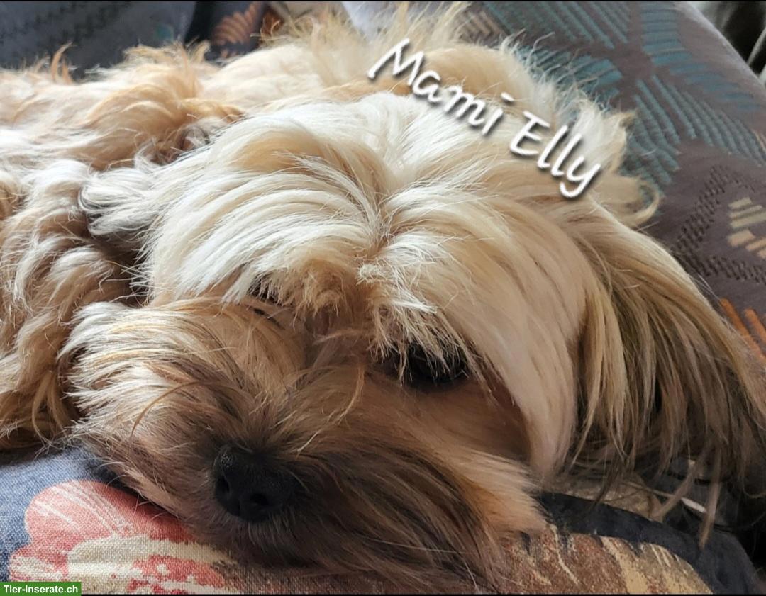 Havapoo Welpen - kleine Herzensbrecher suchen ihr Zuhause.