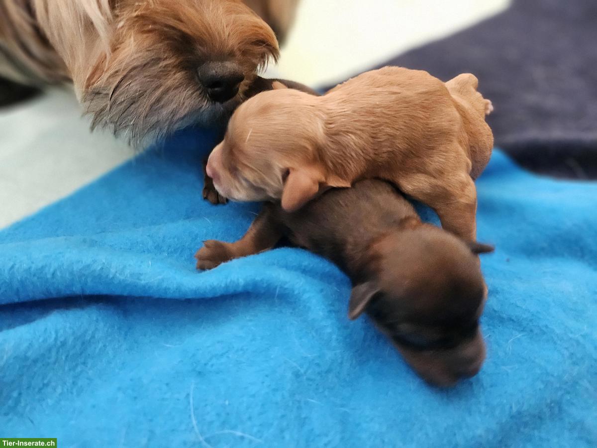 Bild 4: Havapoo Welpen - kleine Herzensbrecher suchen ihr Zuhause.