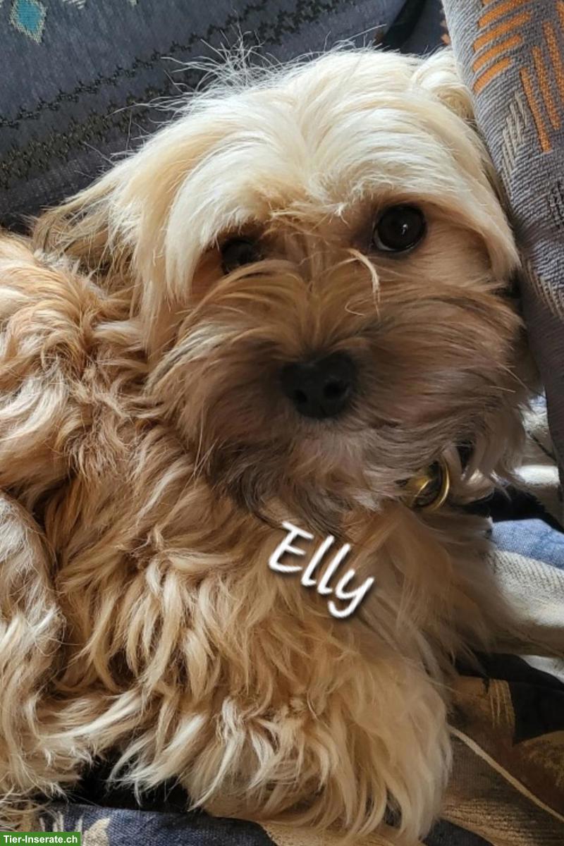 Bild 5: Havapoo Welpen - kleine Herzensbrecher suchen ihr Zuhause.