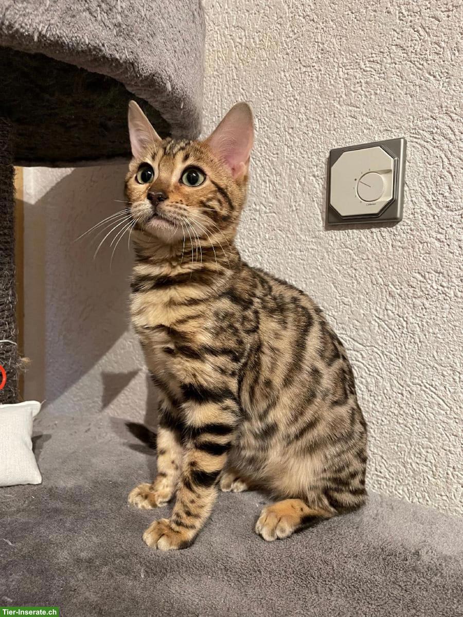 Junger Bengal Kater, sehr verschmust