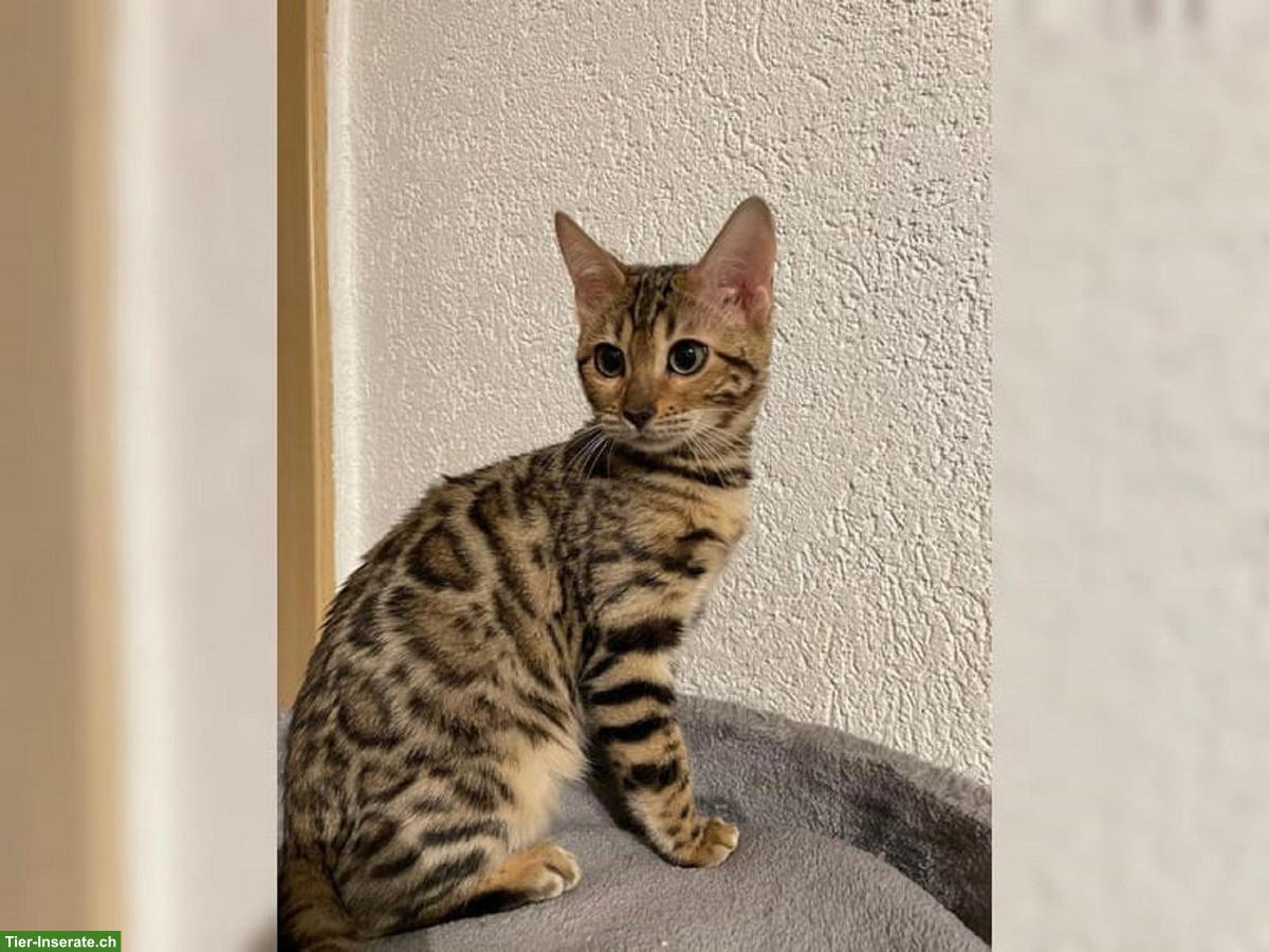 Bild 2: Junger Bengal Kater, sehr verschmust