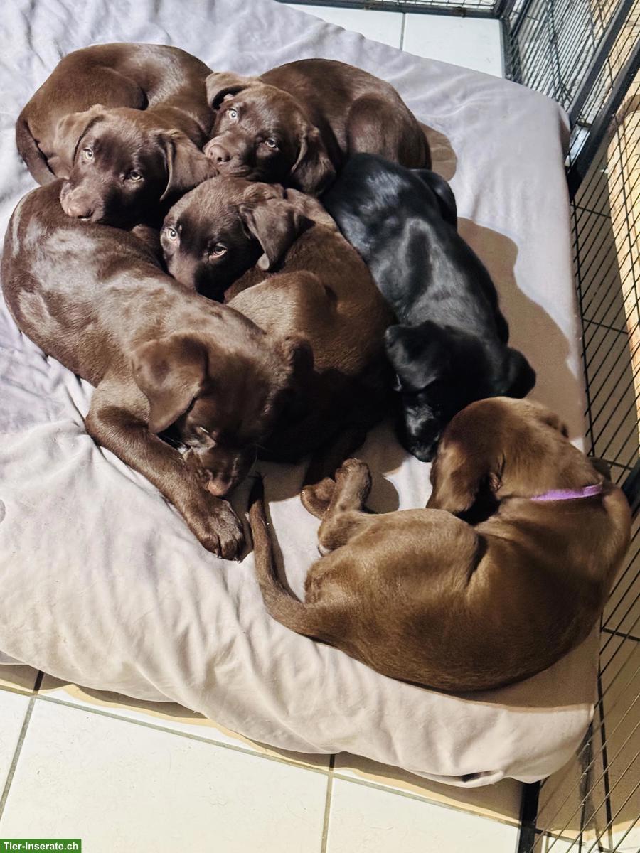 Labrador Retriever Welpen sucht ein Zuhause