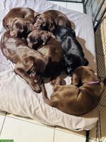 Labrador Retriever Welpen sucht ein Zuhause