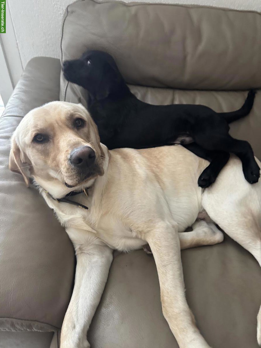 Bild 2: Labrador Retriever Welpen sucht ein Zuhause