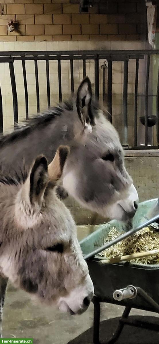 Bild 2: Zwergesel Balu und Mogli zusammen abzugeben