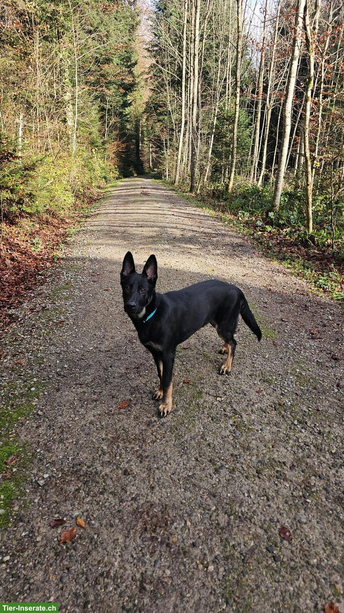 Bild 2: Junger Deutscher Schäferhund Rüde, gut erzogen