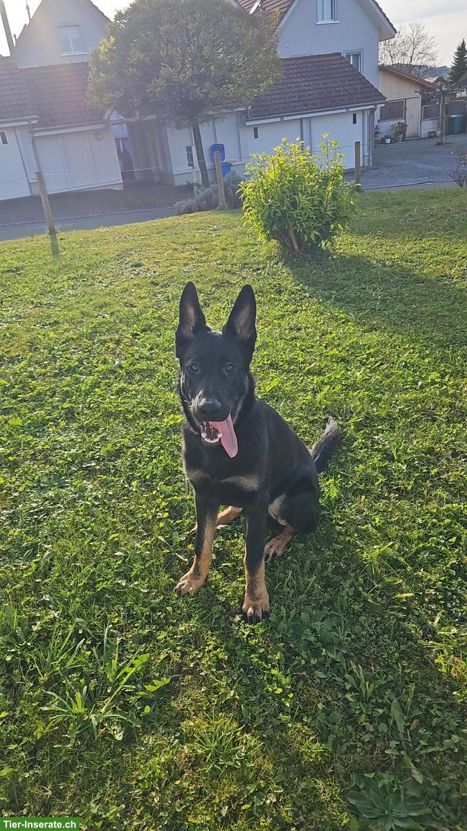 Bild 3: Junger Deutscher Schäferhund Rüde, gut erzogen