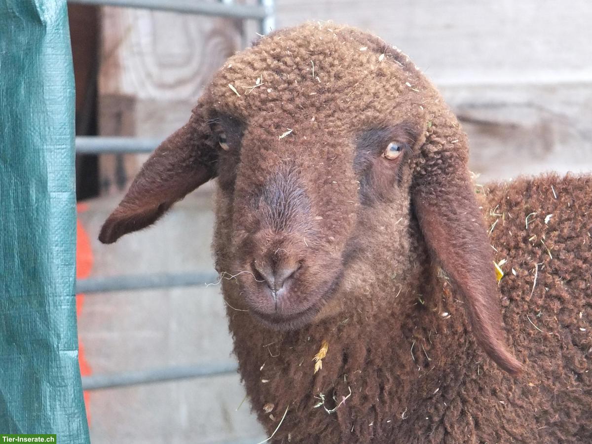 Junger Engadinerschaf-Bock (Bio) zu verkaufen