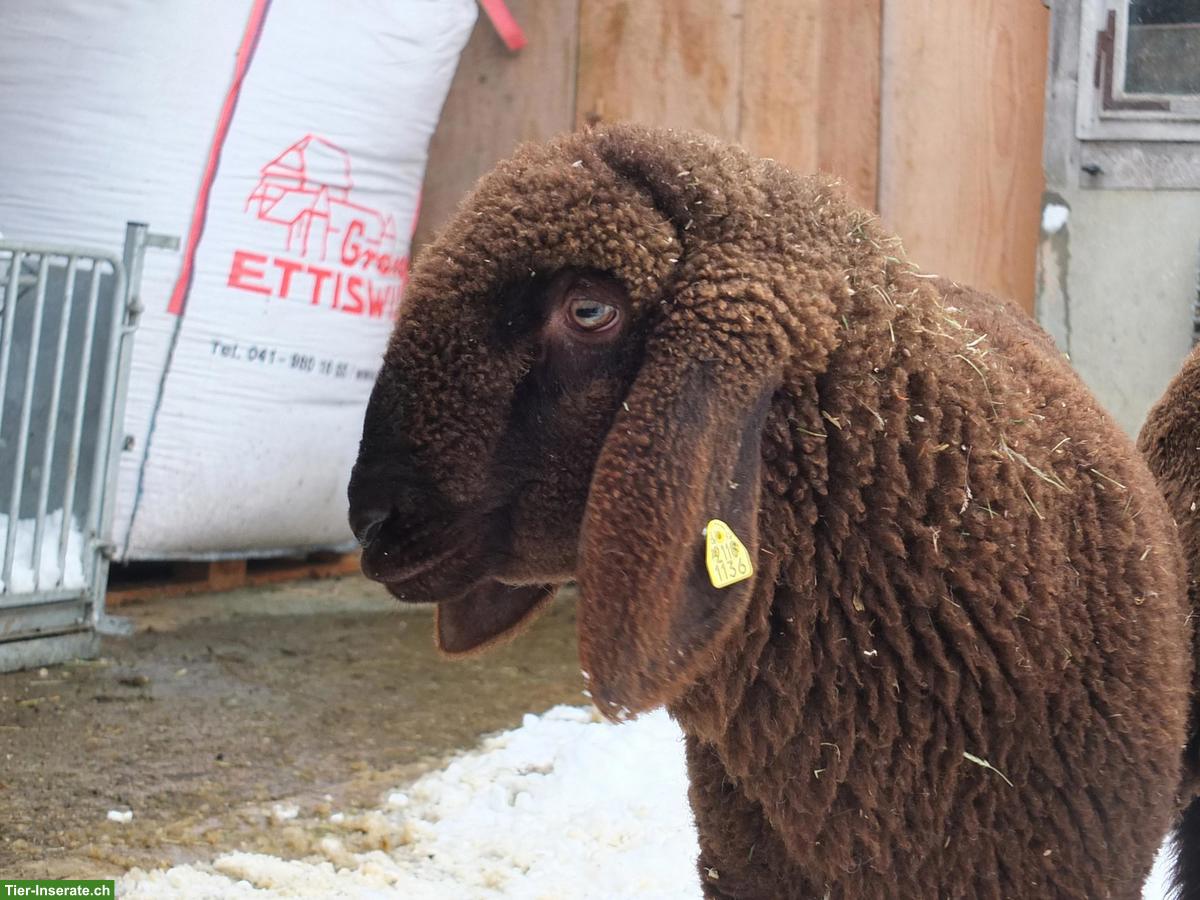 Bild 2: Junger Engadinerschaf-Bock (Bio) zu verkaufen