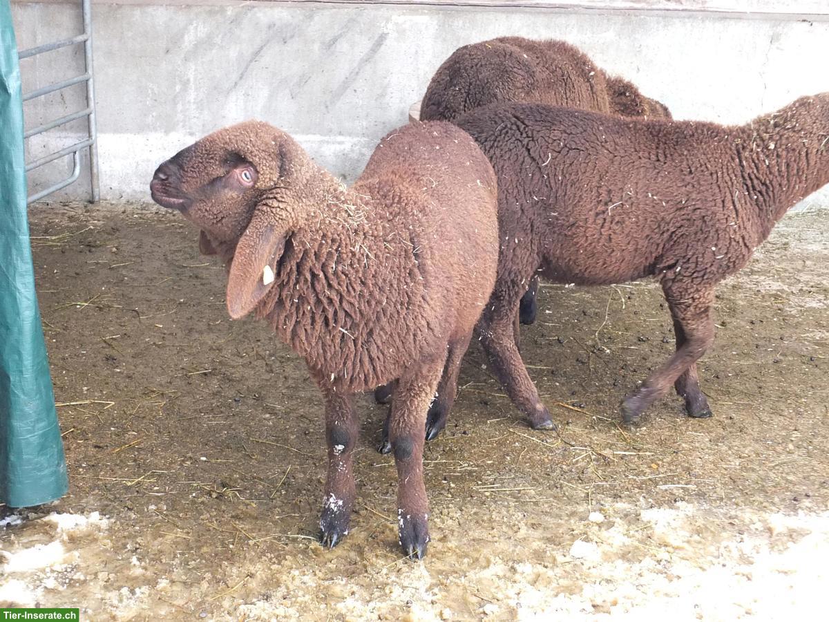 Bild 3: Junger Engadinerschaf-Bock (Bio) zu verkaufen