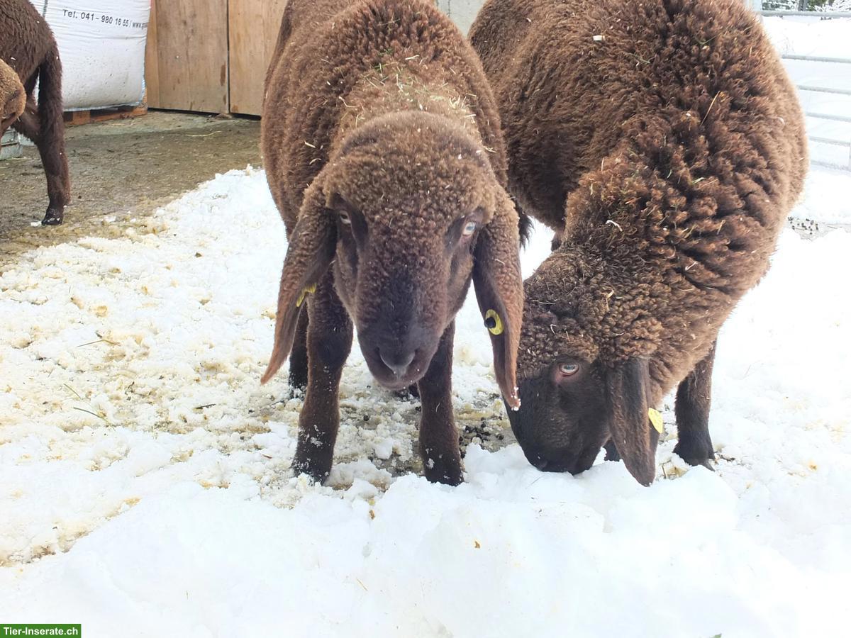 Bild 4: Junger Engadinerschaf-Bock (Bio) zu verkaufen