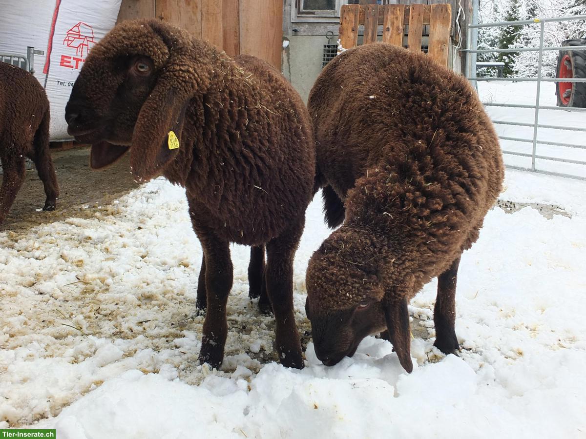 Bild 5: Junger Engadinerschaf-Bock (Bio) zu verkaufen