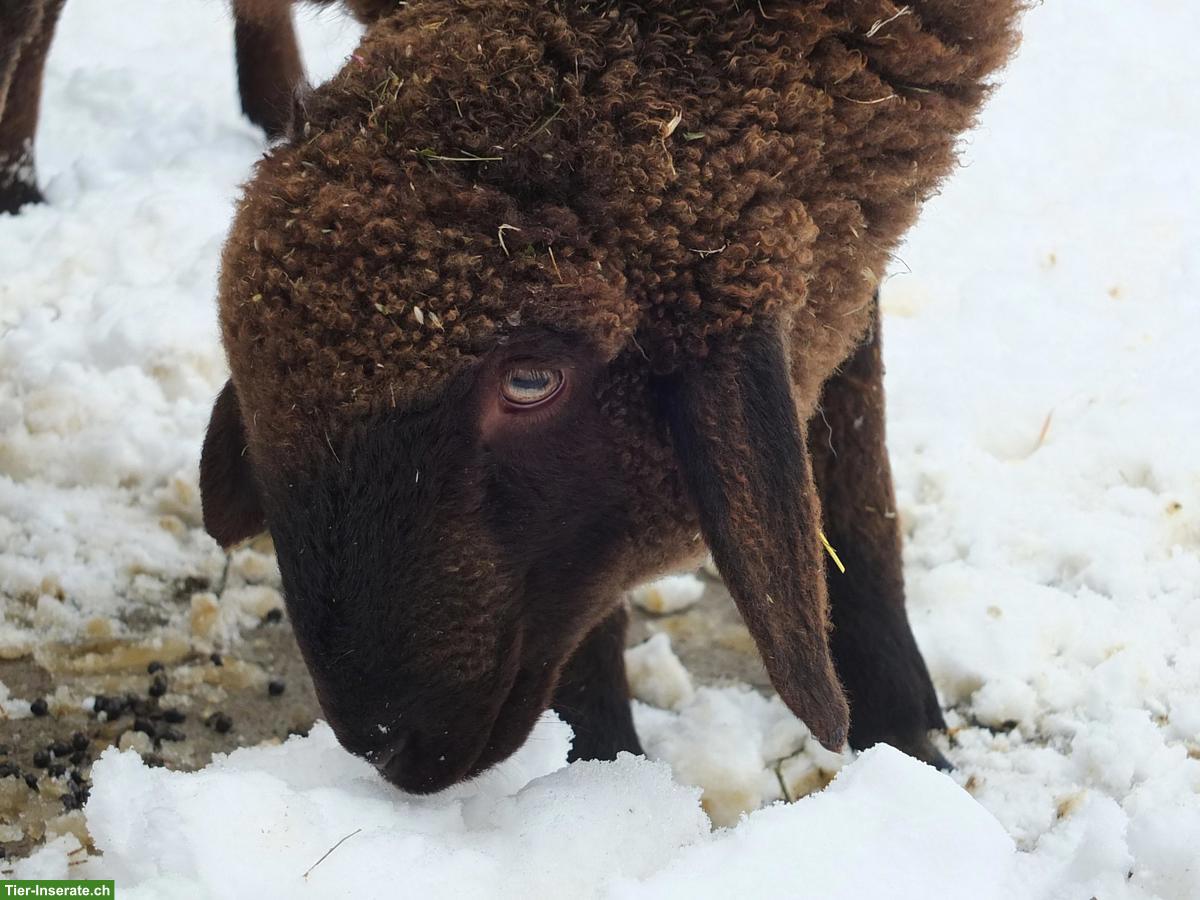 Bild 6: Junger Engadinerschaf-Bock (Bio) zu verkaufen