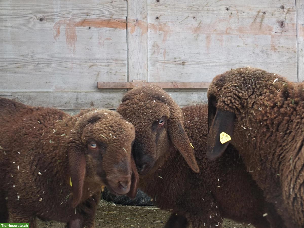Bild 7: Junger Engadinerschaf-Bock (Bio) zu verkaufen