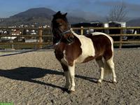 Hübsche Ponystute, 1.20cm, Jahrgang 2007