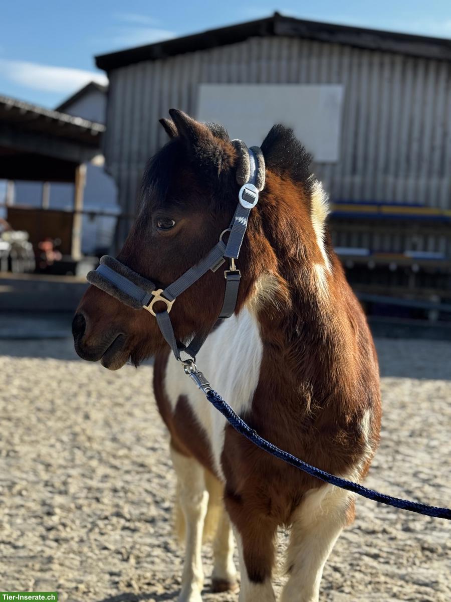 Bild 2: Hübsche Ponystute, 1.20cm, Jahrgang 2007