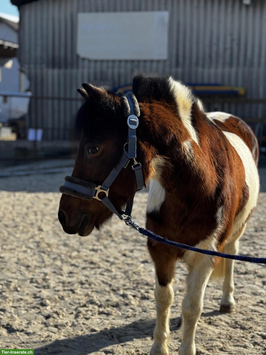 Bild 3: Hübsche Ponystute, 1.20cm, Jahrgang 2007
