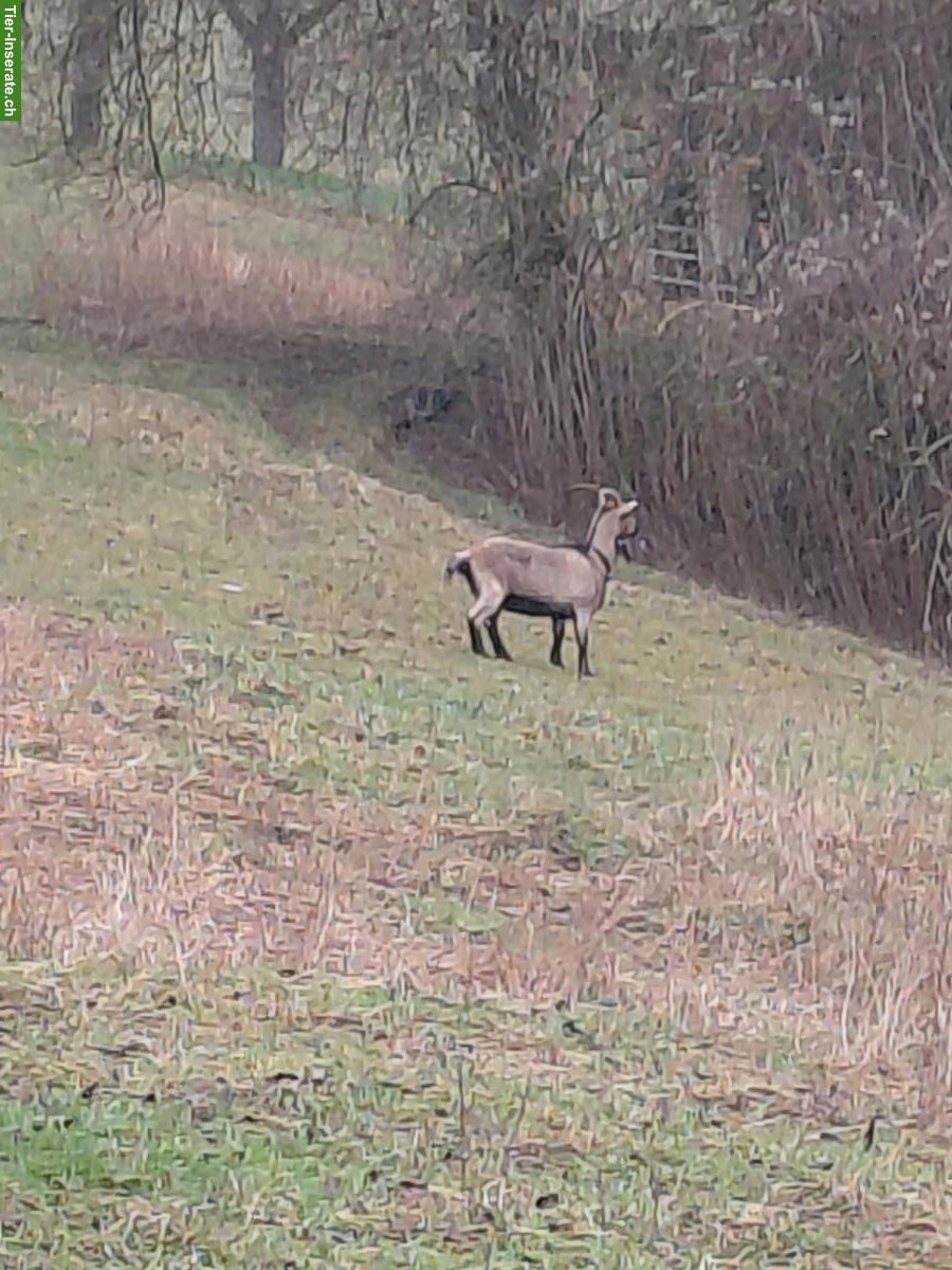 Ziege mit Horn zu verkaufen