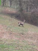 Ziege mit Horn zu verkaufen