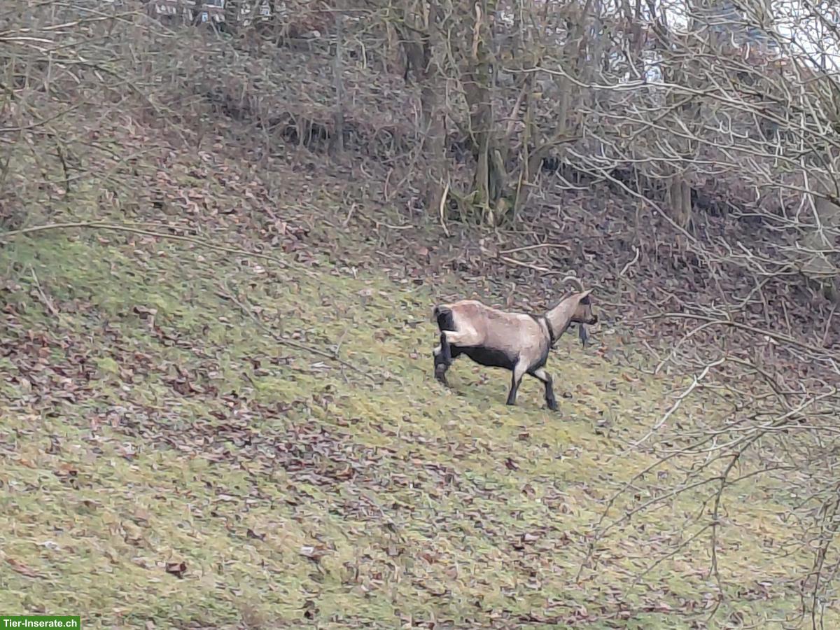 Bild 3: Ziege mit Horn zu verkaufen