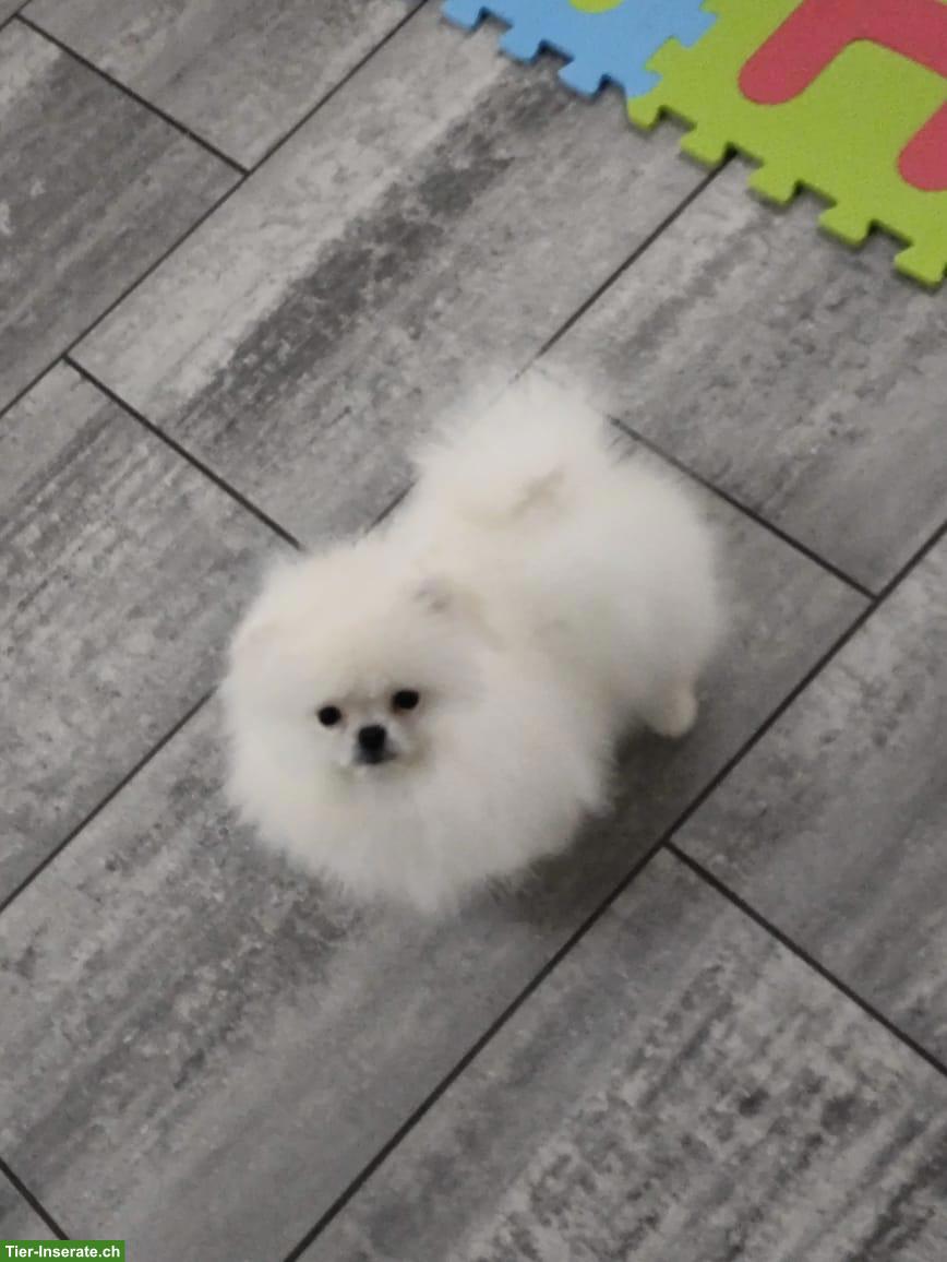 Pomeranian / Zwergspitz sucht ein Für-immer-Zuhause