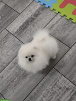 Pomeranian / Zwergspitz sucht ein Für-immer-Zuhause