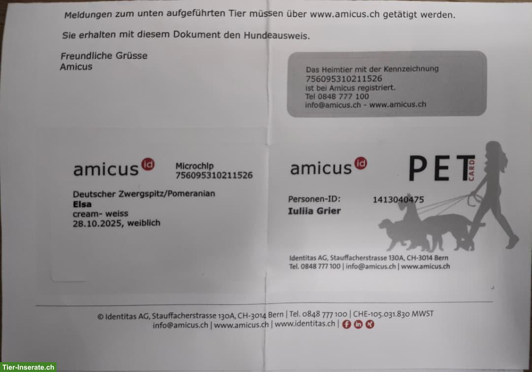 Bild 2: Pomeranian / Zwergspitz sucht ein Für-immer-Zuhause