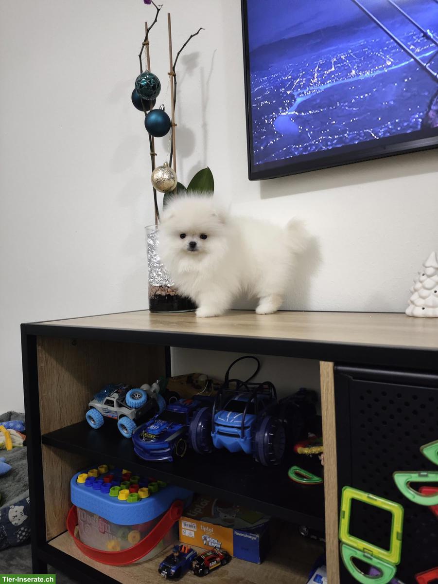 Bild 3: Pomeranian / Zwergspitz sucht ein Für-immer-Zuhause