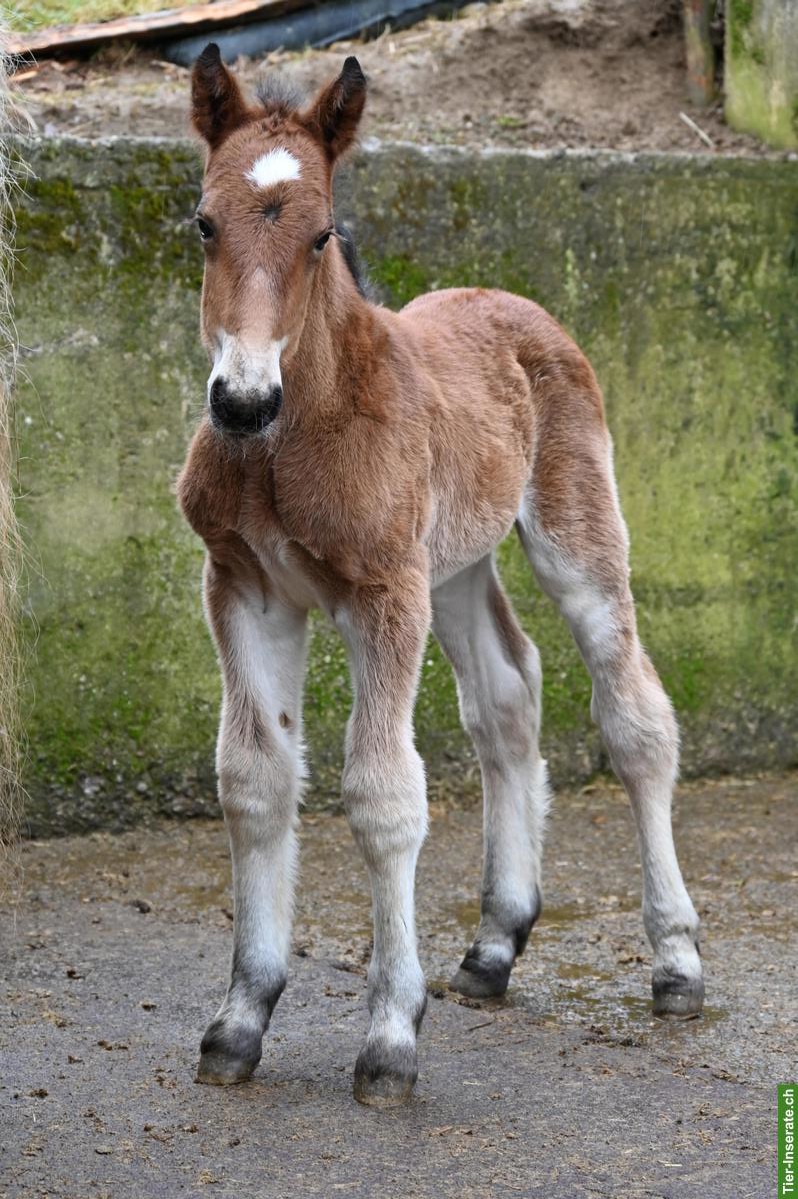 Tolles Noriker Hengst Fohlen zu verkaufen