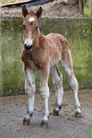Tolles Noriker Hengst Fohlen zu verkaufen