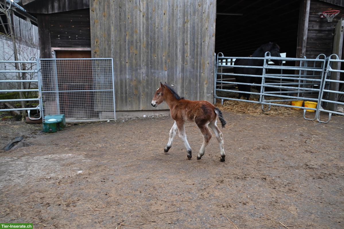 Bild 2: Tolles Noriker Hengst Fohlen zu verkaufen