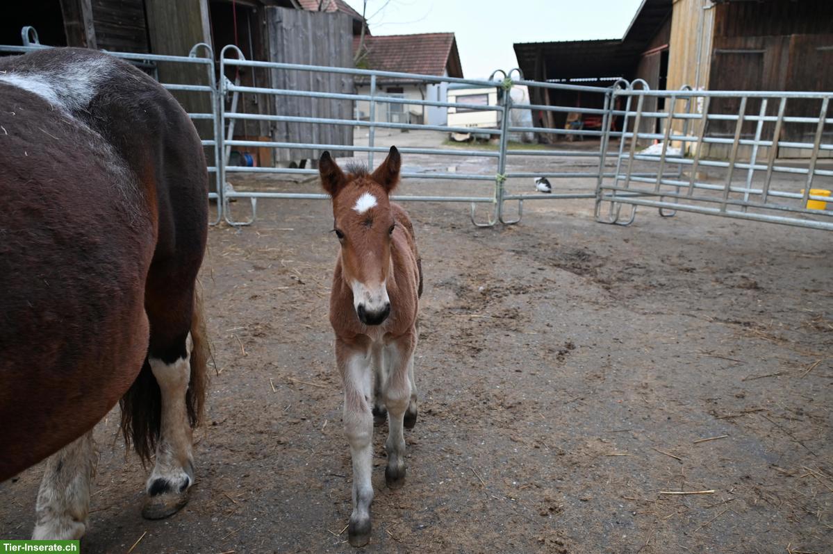 Bild 3: Tolles Noriker Hengst Fohlen zu verkaufen