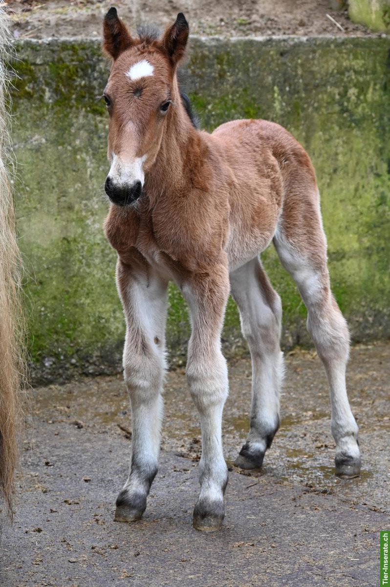 Bild 4: Tolles Noriker Hengst Fohlen zu verkaufen