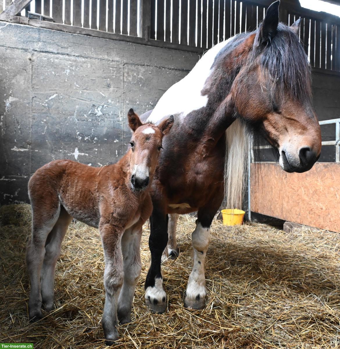 Bild 7: Tolles Noriker Hengst Fohlen zu verkaufen