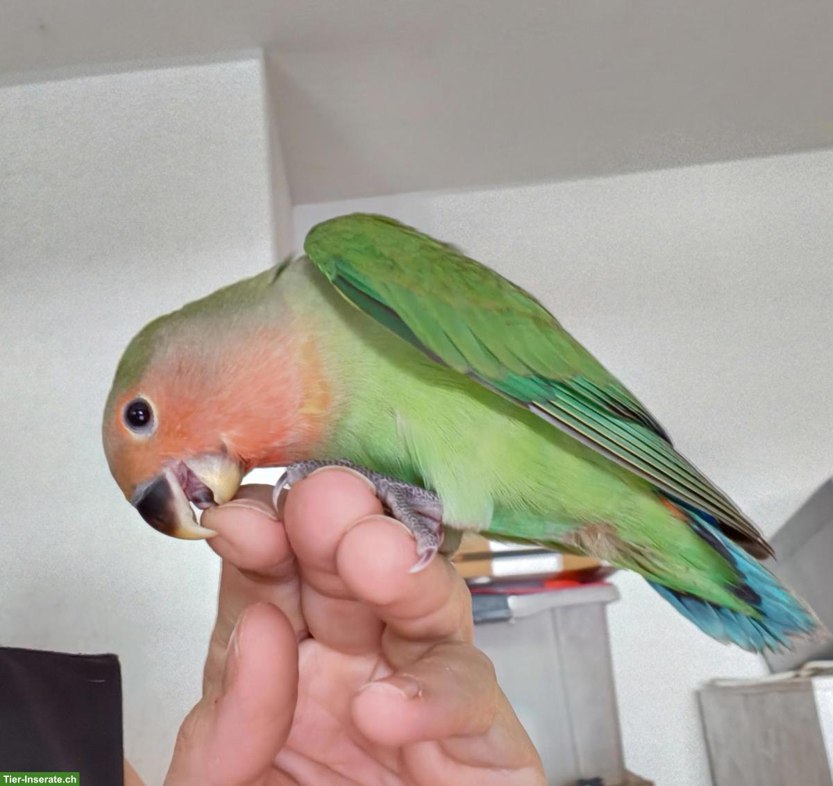 Handzahme Agaponiden, ca. 3 Monate alt