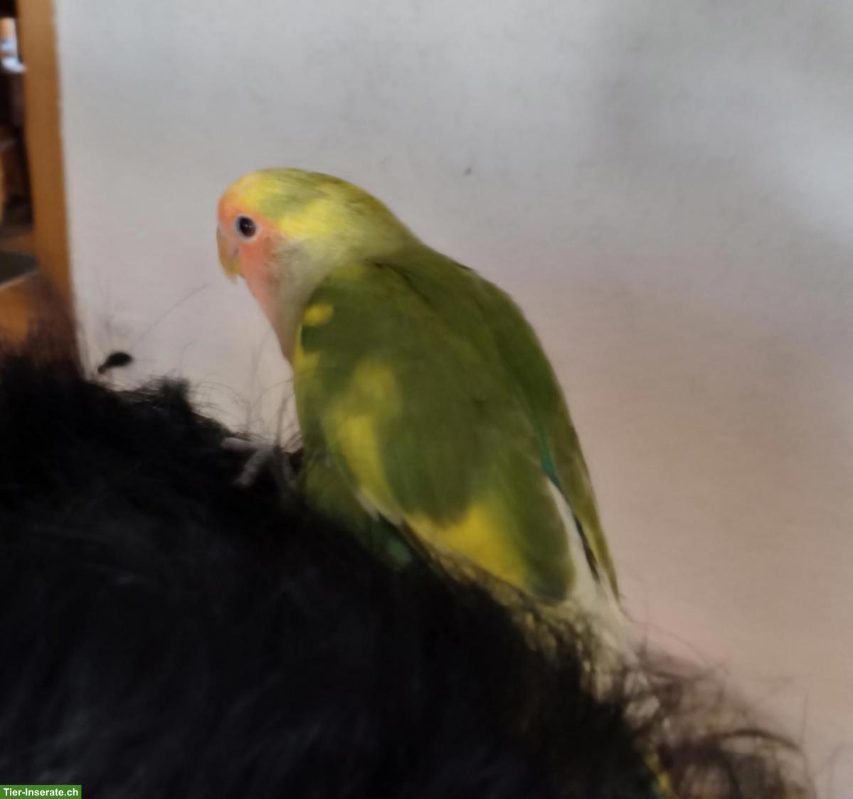 Bild 2: Handzahme Agaponiden, ca. 3 Monate alt