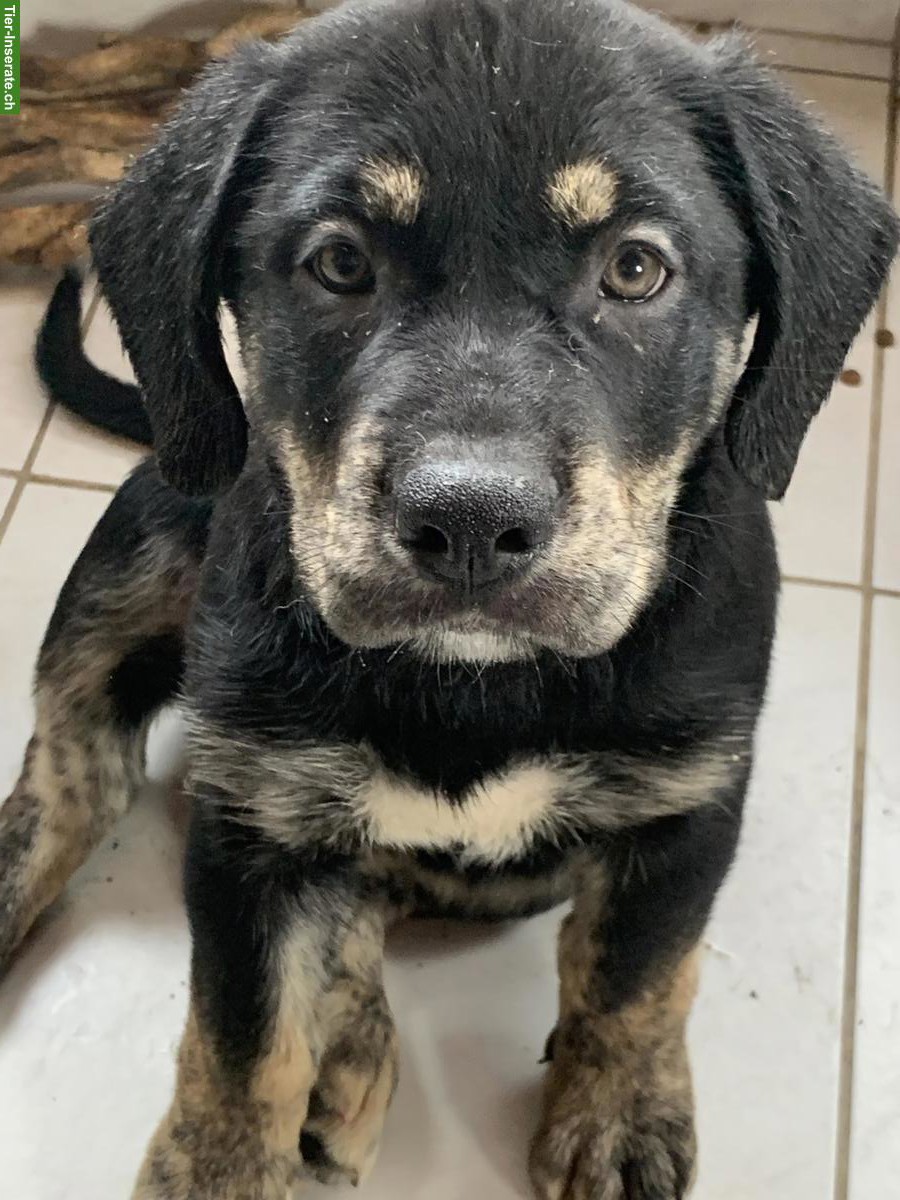 Shepsky x Olde English Bulldogge Welpen