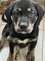 Shepsky x Olde English Bulldogge Welpen