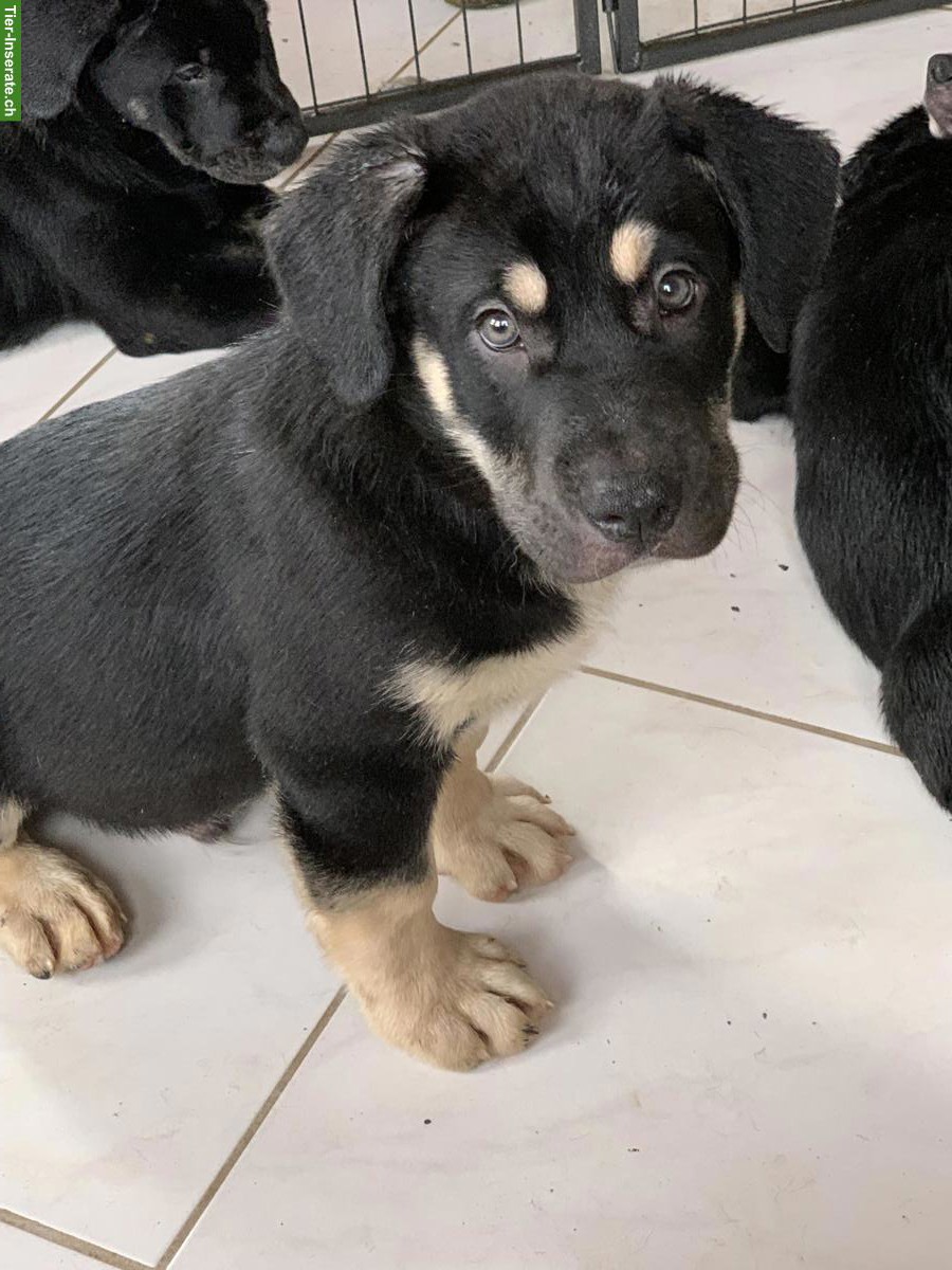 Bild 2: Shepsky x Olde English Bulldogge Welpen