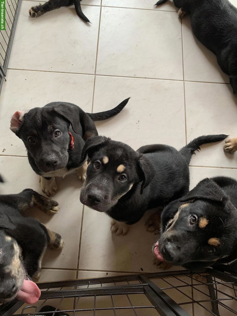 Bild 3: Shepsky x Olde English Bulldogge Welpen