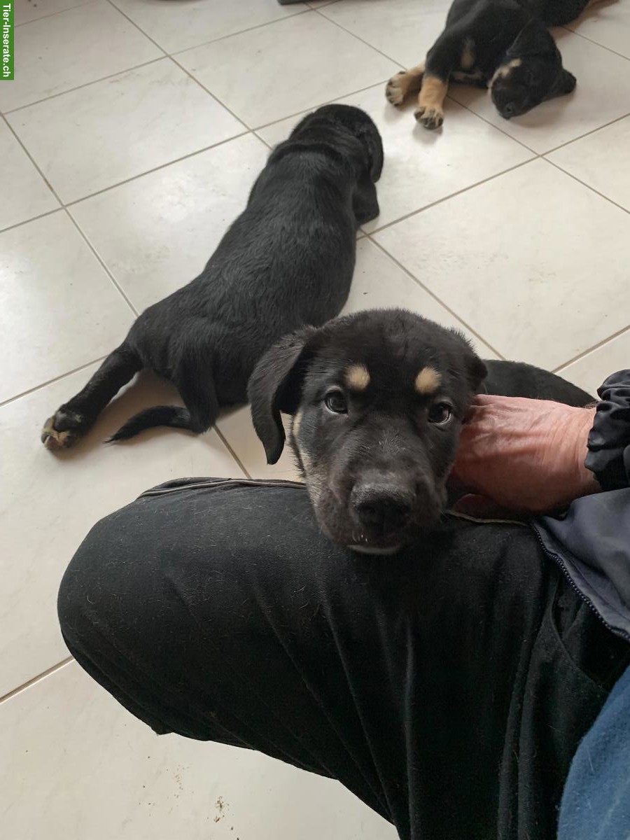 Bild 4: Shepsky x Olde English Bulldogge Welpen