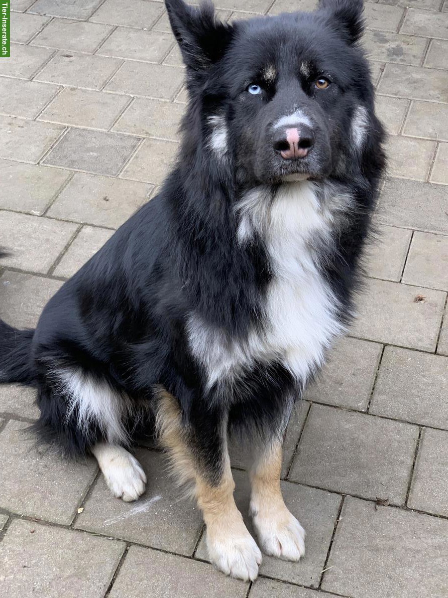 Bild 5: Shepsky x Olde English Bulldogge Welpen