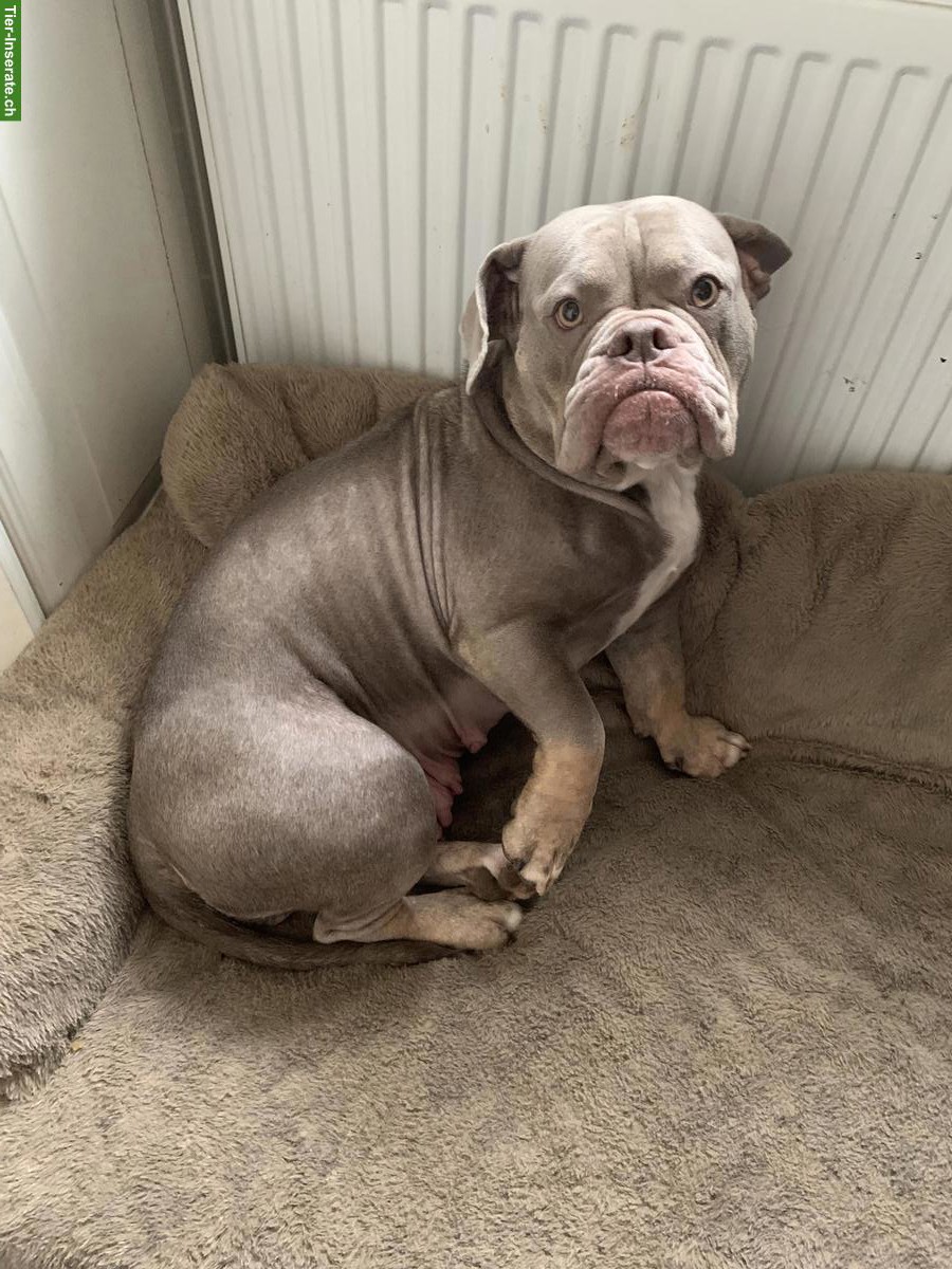 Bild 6: Shepsky x Olde English Bulldogge Welpen