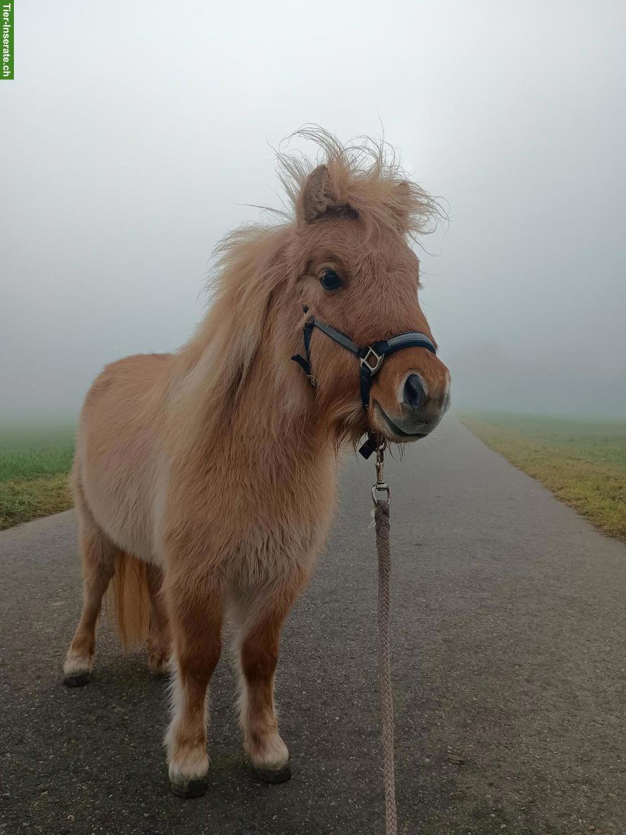 Spazier- und Pflegebeteiligung für Shetty in Kölliken AG